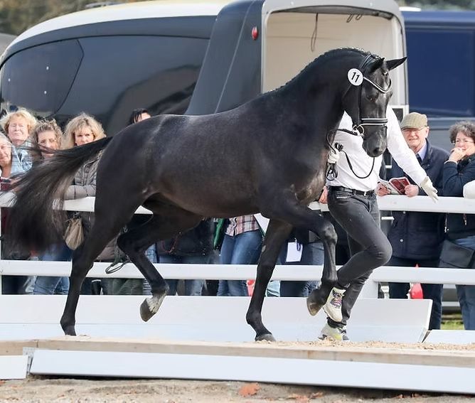 Ein schwarzes Pferd wird bei einer Freiluftshow auf einem Podest geführt; im Hintergrund sind Zuschauer zu sehen.