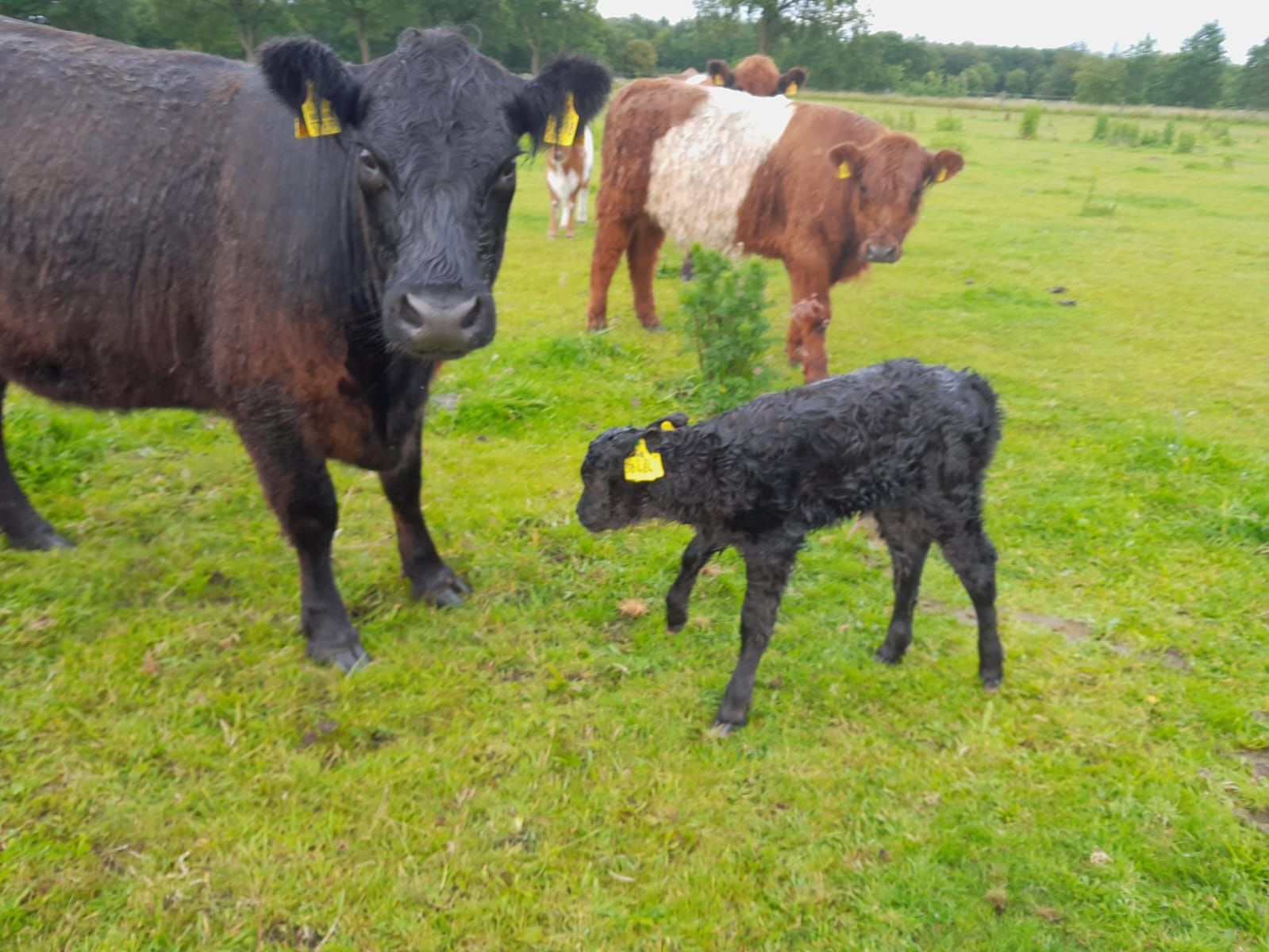 Schwarze Kuh mit Kalb auf einer grünen Weide, im Hintergrund eine braun-weiße Kuh.