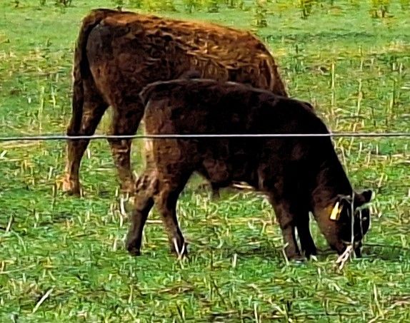 Zwei braune Kühe grasen auf einem grünen Feld