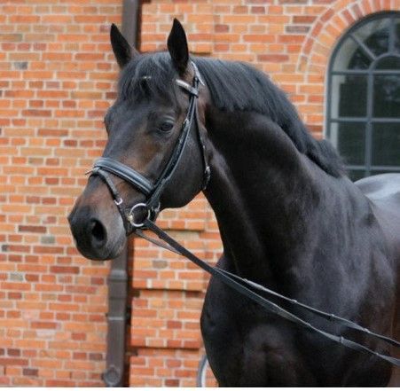 Schwarzes Pferd mit Zaumzeug steht vor einer Backsteinmauer