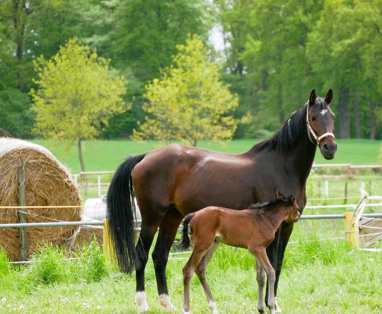 Braunes Pferd mit Fohlen steht auf einer grasbewachsenen Weide neben Heuballen und einem Zaun.