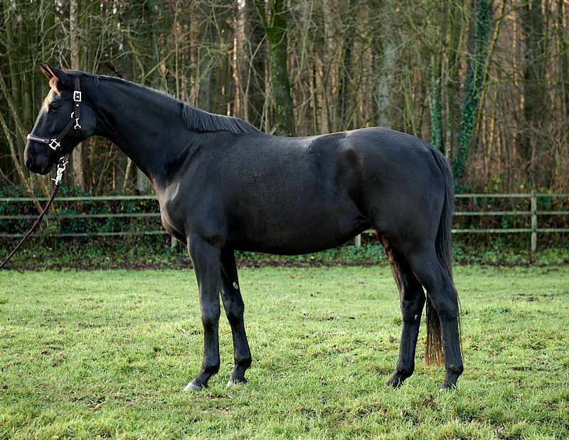 Ein schwarzes Pferd steht auf einer Wiese in einer umzäunten Koppel; im Hintergrund sind Bäume zu sehen.