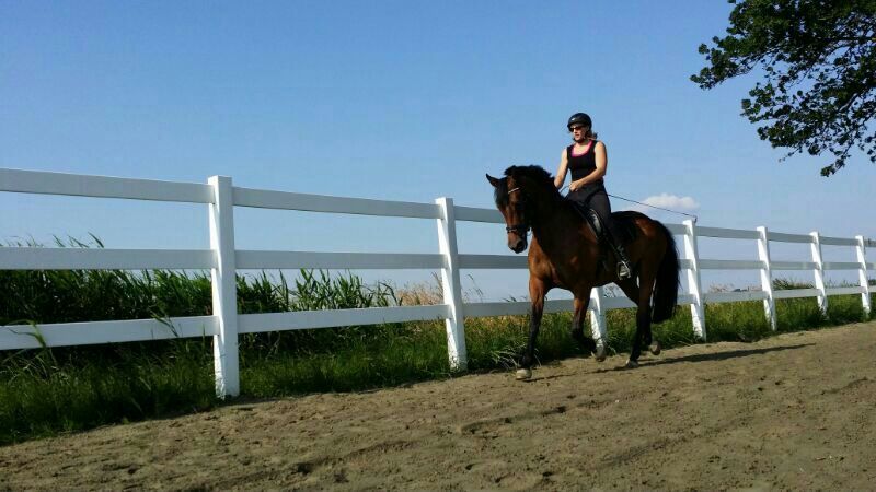 Eine Person reitet auf einem braunen Pferd neben einem weißen Zaun auf einem sonnigen Feldweg