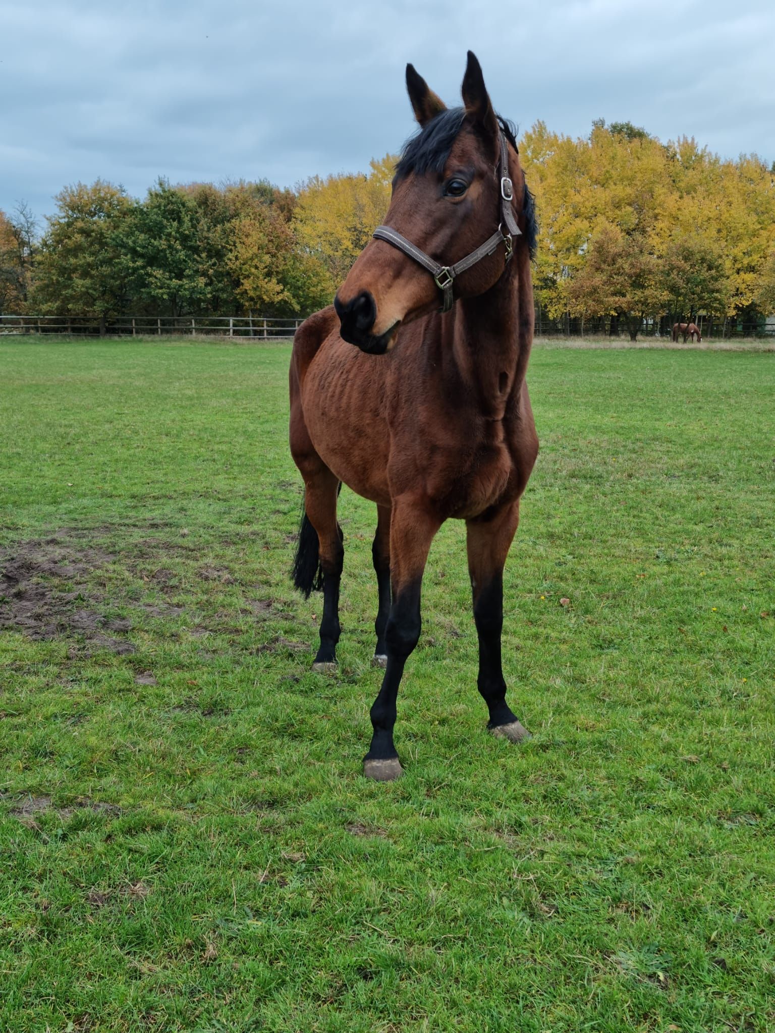 Ein braunes Pferd steht auf einer grasbewachsenen Wiese vor dem Hintergrund herbstlicher Bäume.