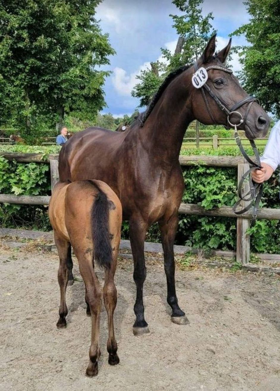 Braunes Pferd mit Fohlen steht auf einer sandigen Koppel an einem Holzzaun und Bäumen.