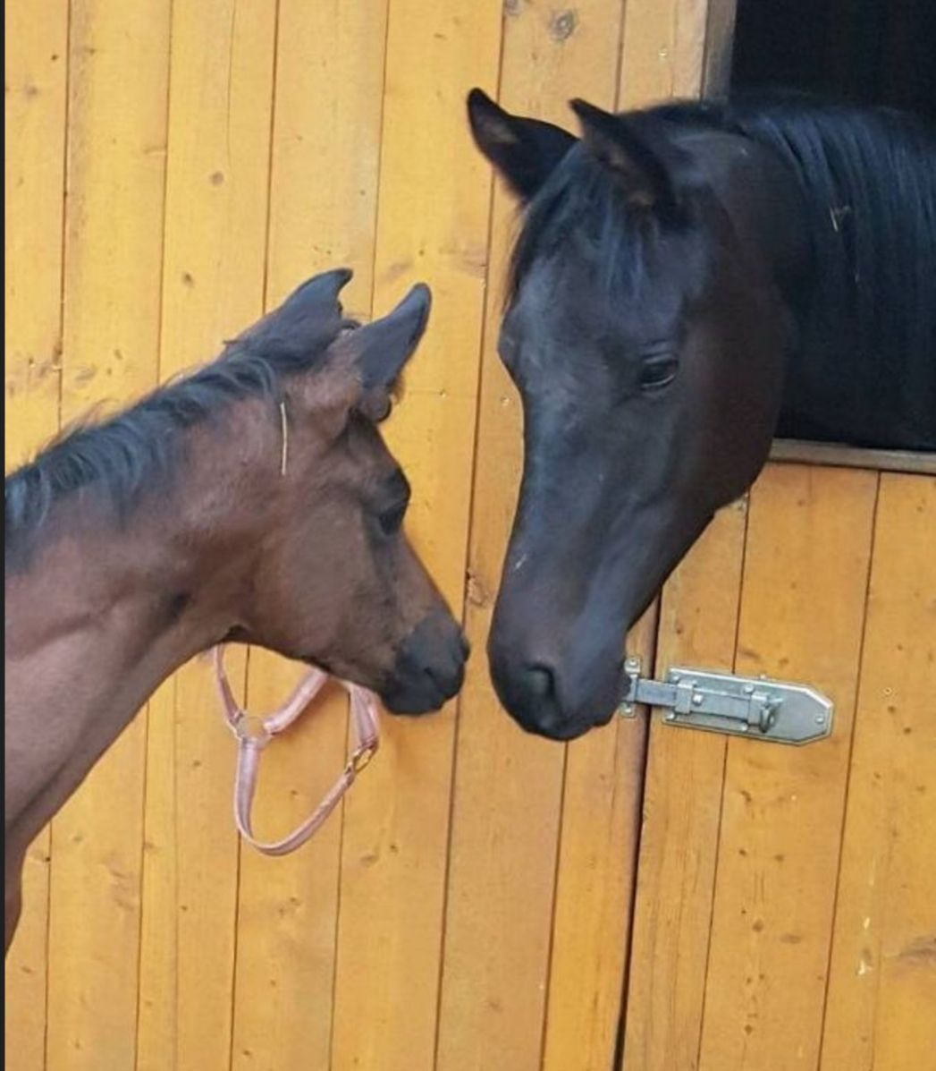 Zwei Pferde, ein braunes und ein schwarzes, stupsten sich durch ein Stallfenster vor einer gelben Holzwand an.