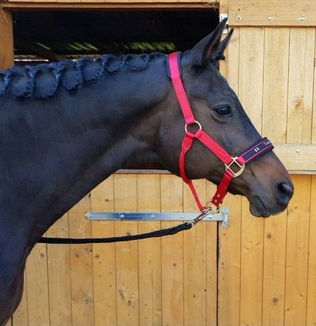 Ein schwarzes Pferd mit rotem Halfter steht im Profil vor einer hölzernen Stallwand.