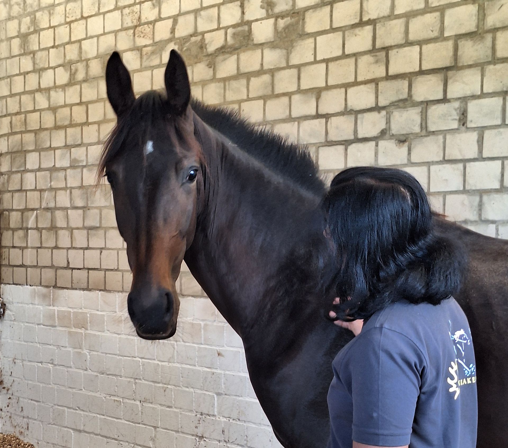 Ein schwarzes Pferd steht in einem gemauerten Stall neben einer Person, die ihm den Hals streichelt.