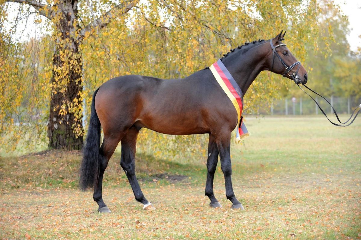 Ein braunes Pferd steht auf einer grasbewachsenen Wiese und trägt ein buntes Band um den Hals.