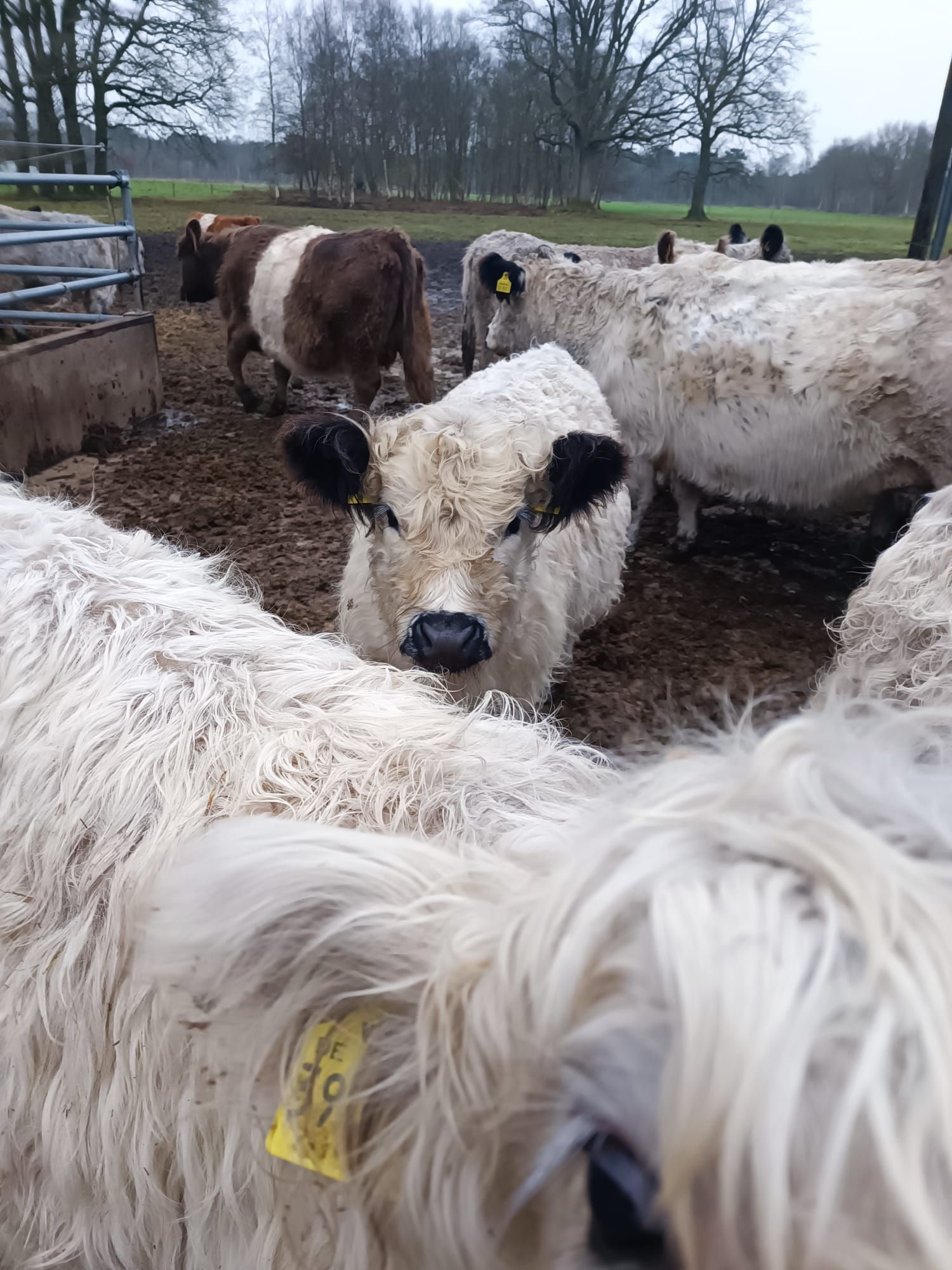 Mehrere Schafe und Kälber in einem matschigen Pferch, wobei ein schwarz-weißes Kalb in die Kamera blickt.