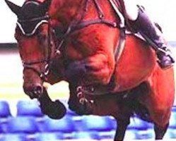 Braunes Pferd im Galopp, mit schwarzem Zaumzeug und Sattel, vor verschwommenem blauen Hintergrund