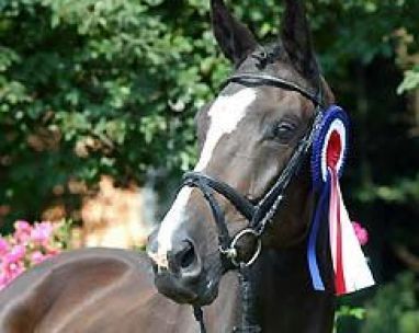 Schwarzes Pferd mit blau-weiß-roter Rosette, steht im Freien vor grünem Laub