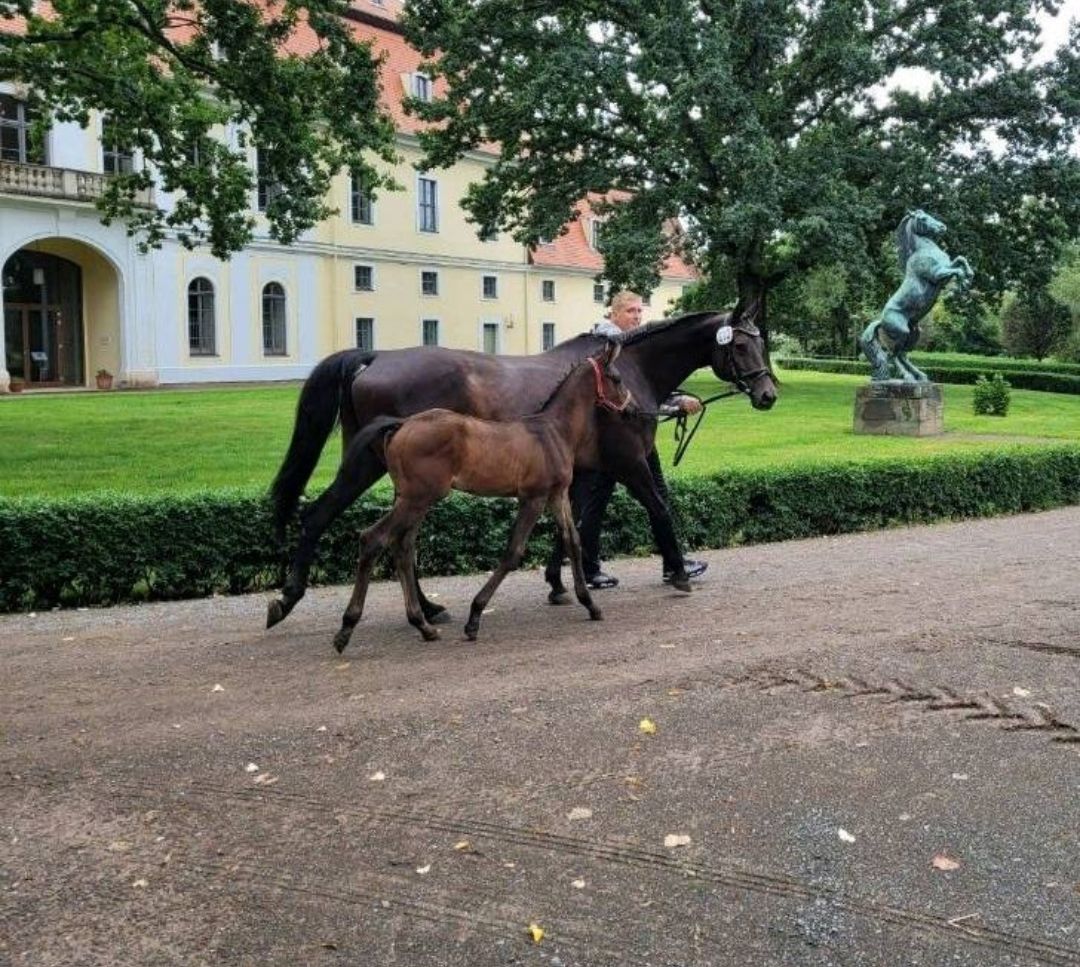 Eine Person führt ein braunes Pferd an einem historischen Gebäude und einer Statue in einem Gartenhof vorbei.