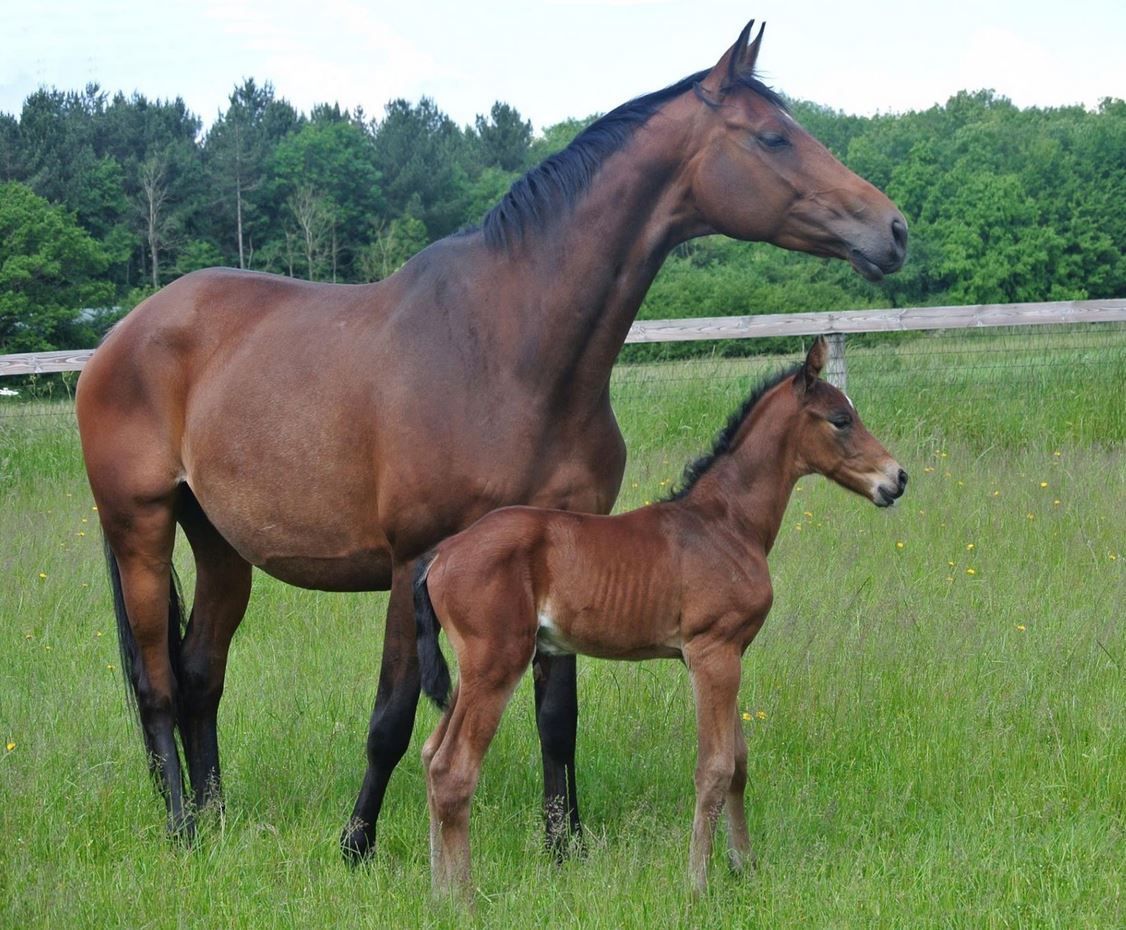 Braune Stute mit Fohlen steht auf einer grasbewachsenen Wiese, im Hintergrund sind Bäume zu sehen.