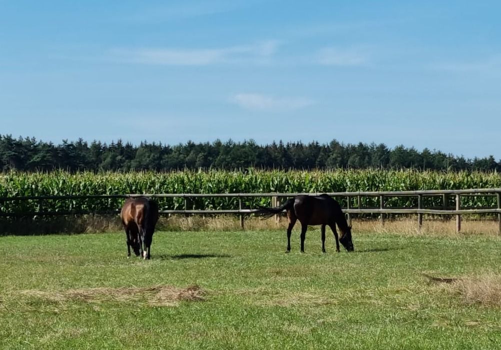 Zwei Pferde grasen auf einer grünen Weide mit Zaun und Maisfeld unter blauem Himmel
