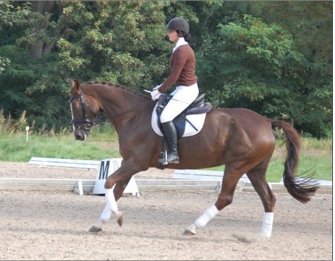 Reiter mit Helm auf einem braunen Pferd im Trab in einer Reithalle im Freien