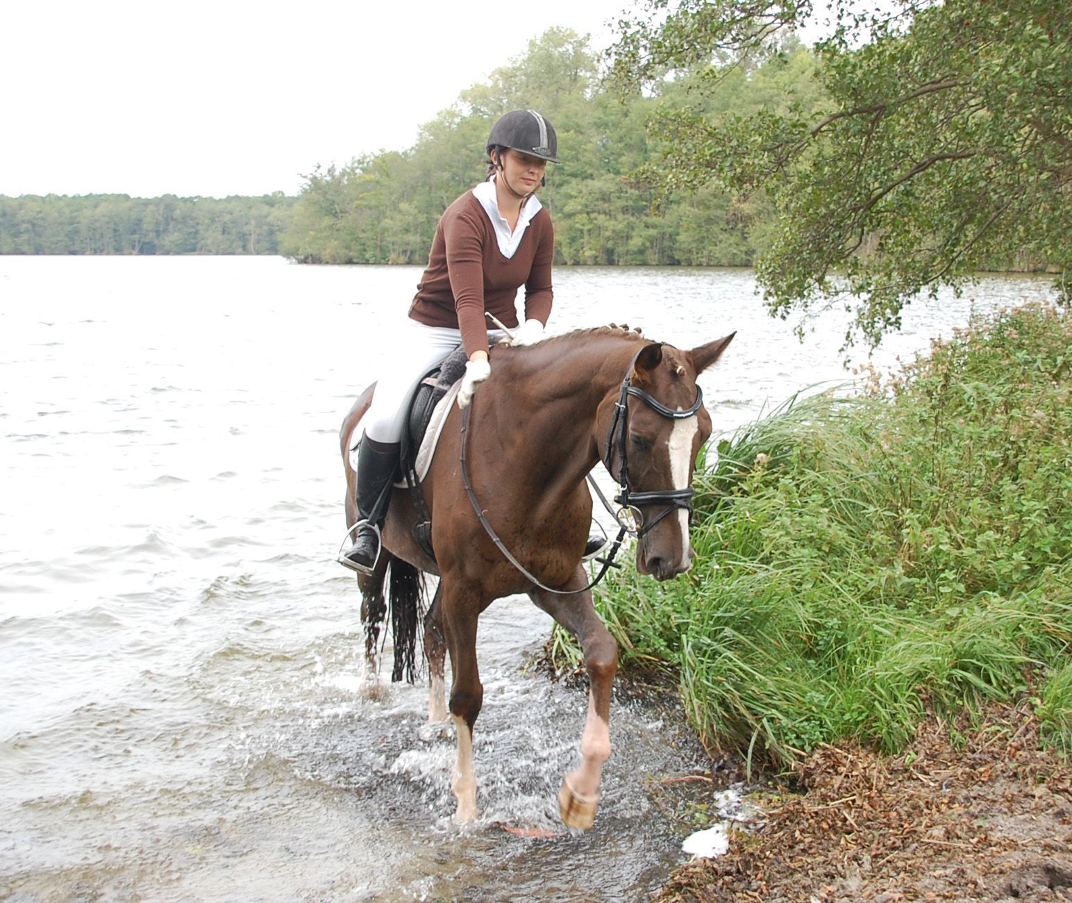 Ein Reiter auf einem braunen Pferd steigt in einen See neben grünen Uferbäumen.