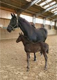 Schwarzes Pferd mit dunklem Fohlen in der Reithalle eines Stalls