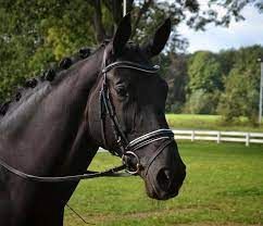 Schwarzes Pferd mit Zaumzeug steht auf einer grasbewachsenen Koppel; im Hintergrund sind Bäume und ein weißer Zaun zu sehen.