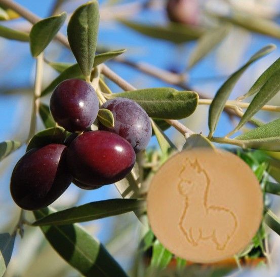 Olivenzweig mit dunklen, reifen Oliven und ein goldenes Seifenstück vor blauem Himmel