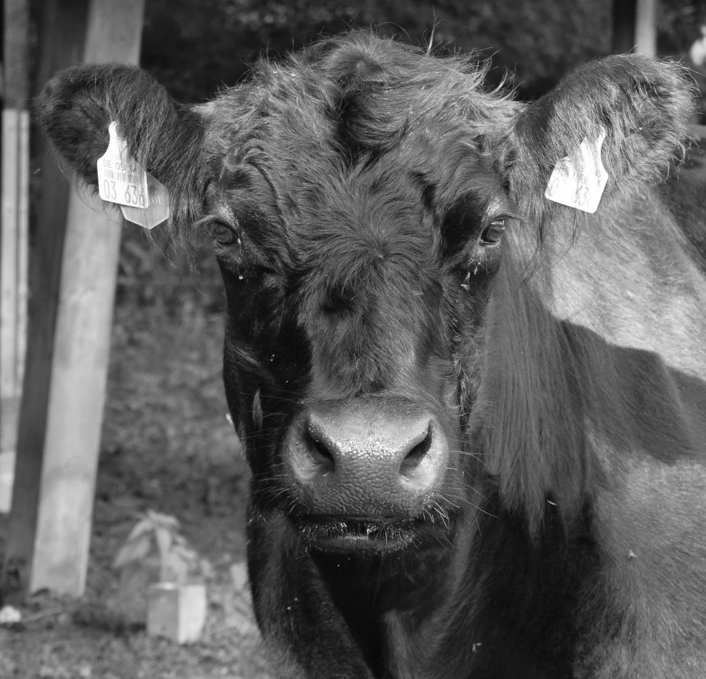 Nahaufnahme einer schwarzen Kuh mit Ohrmarken, die im Freien steht