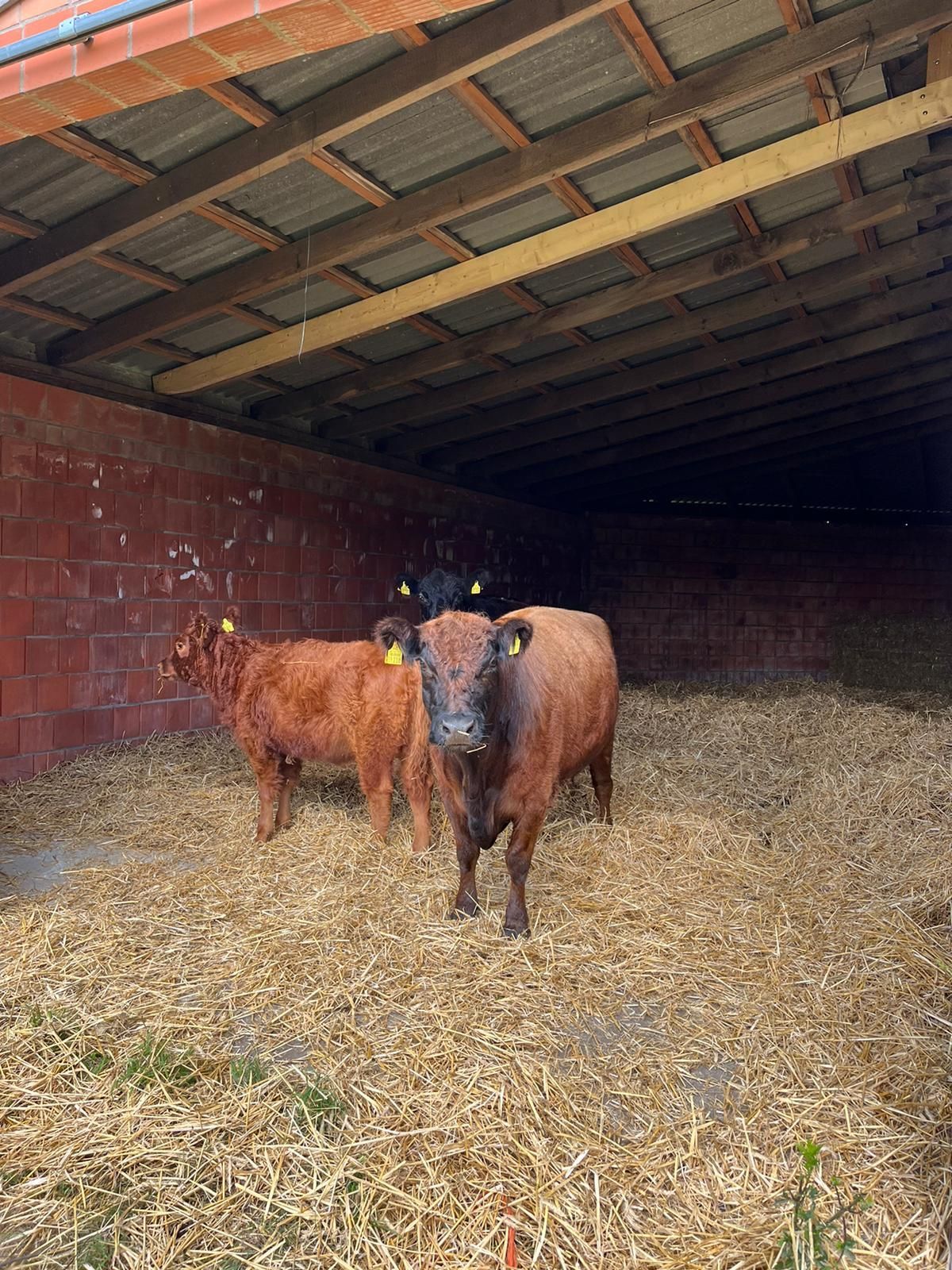 Zwei braune Kühe stehen in einem Stall mit strohbedecktem Boden.