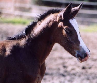 Braunes Pferd im Profil mit weißer Blesse, das im Freien auf einem verschwommenen Feld steht.
