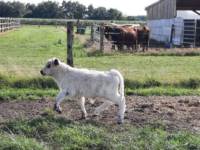 Weißes Kalb läuft auf einer grasbewachsenen Weide in der Nähe von Kühen und einer Scheune.