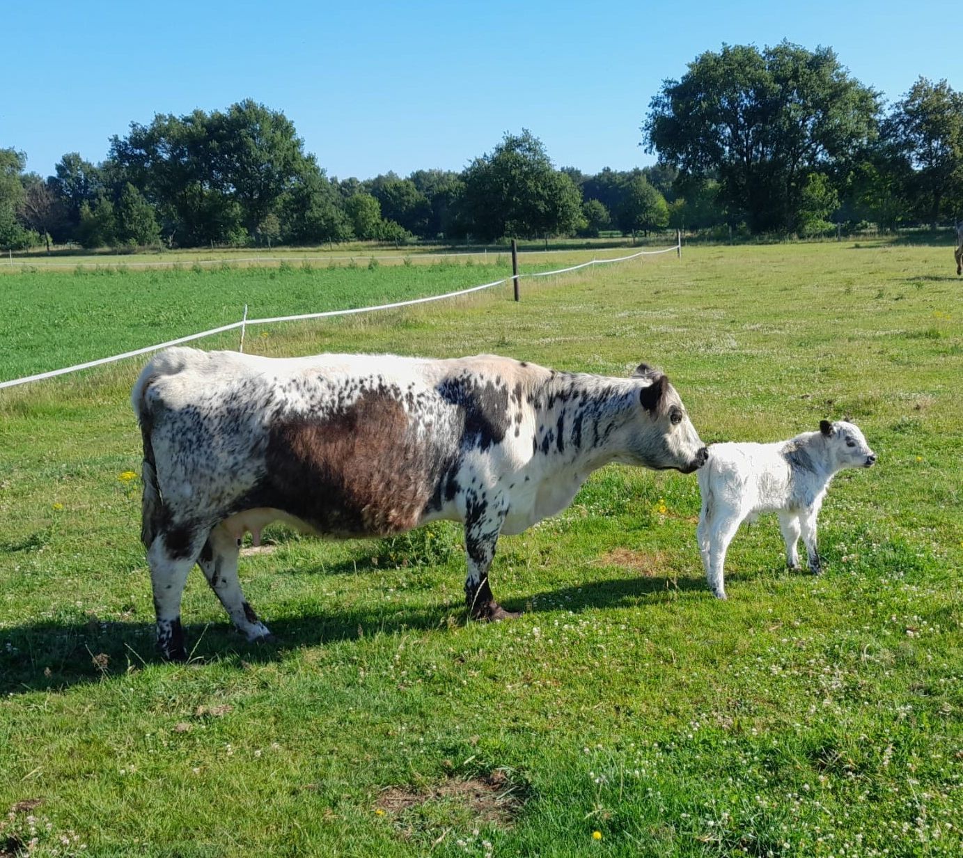 Kuh und Kalb stehen auf einer sonnigen, grasbewachsenen Weide, im Hintergrund sind Bäume zu sehen.