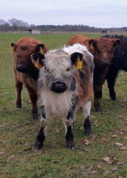 Drei Kälber stehen auf einer grasbewachsenen Wiese, ein Kalb mit weißem Gesicht vorne.