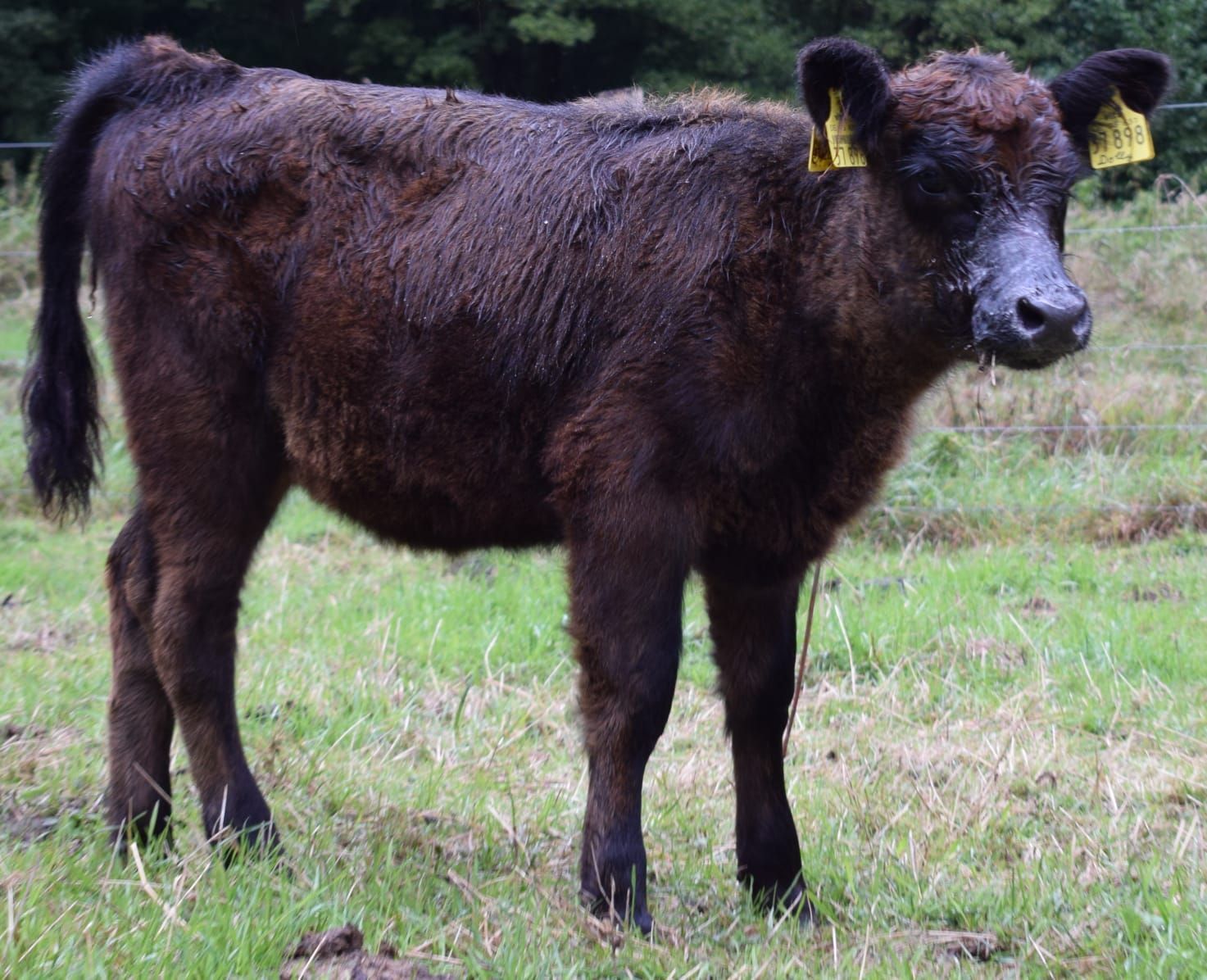 Schwarzes Kalb mit gelben Ohrmarken steht auf einer Wiese.