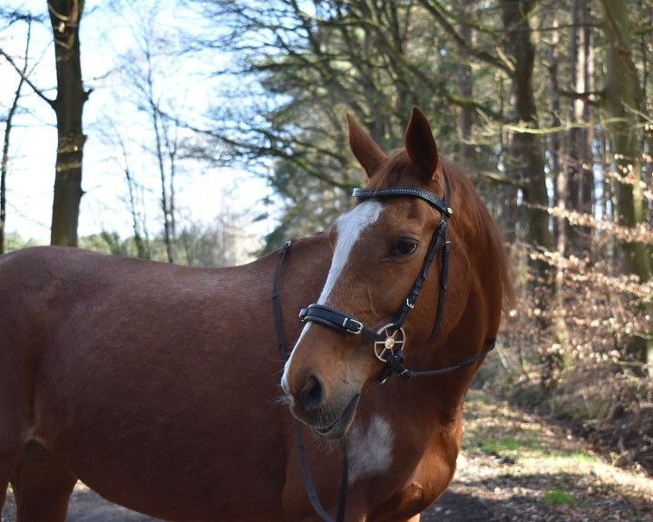 Braunes Pferd mit weißer Blesse und Zaumzeug in einer bewaldeten Außenumgebung
