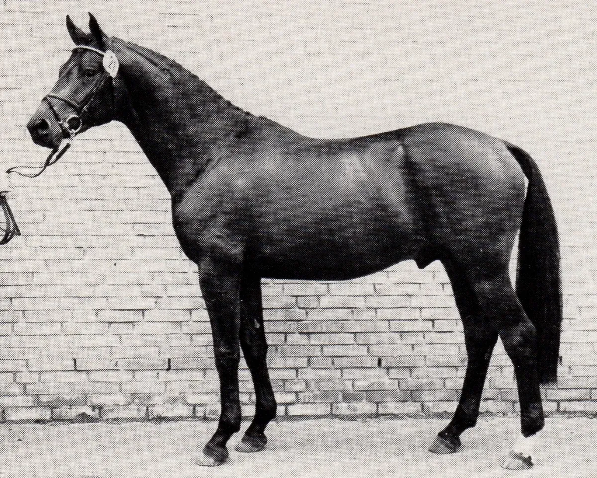 Schwarzes Pferd im Profil vor einer Backsteinmauer