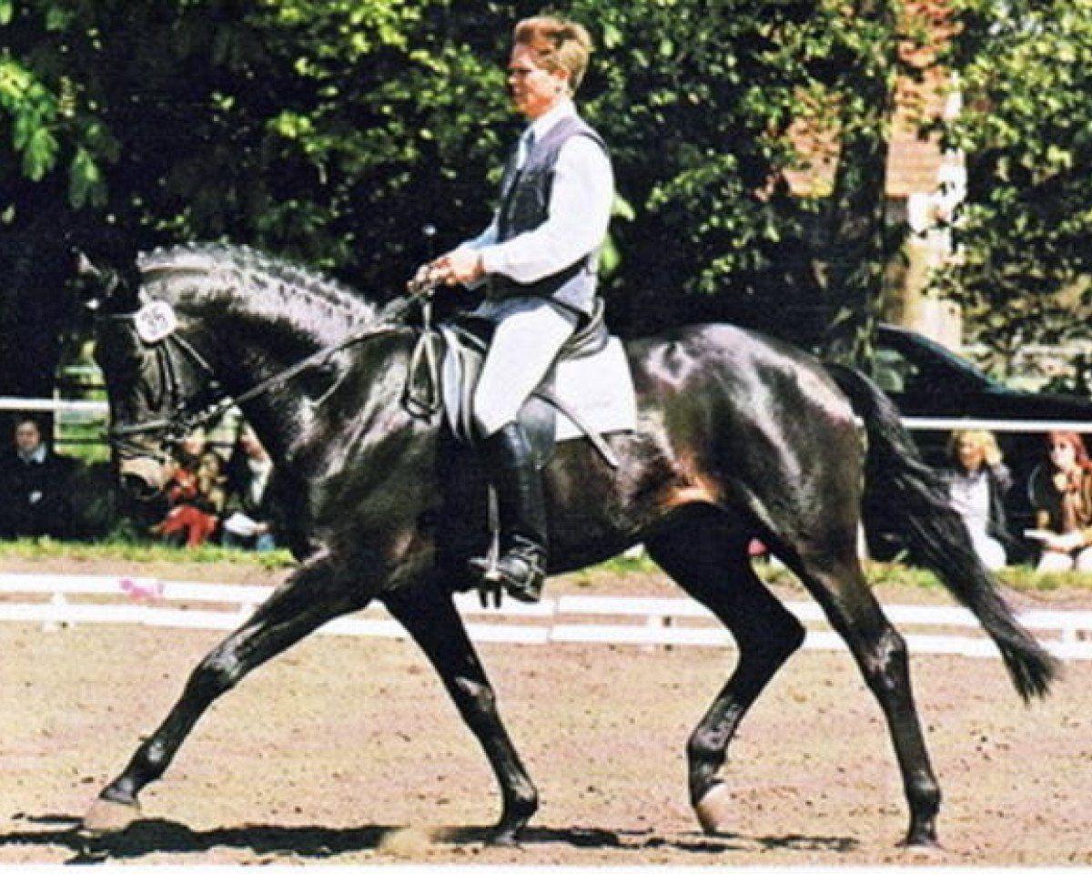 Reiter in weißer Kleidung auf einem schwarzen Pferd im Trab in einem Dressurreitplatz im Freien