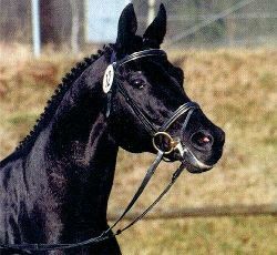 Schwarzes Pferd mit Zaumzeug, das mit aufgestellten Ohren im Freien steht.