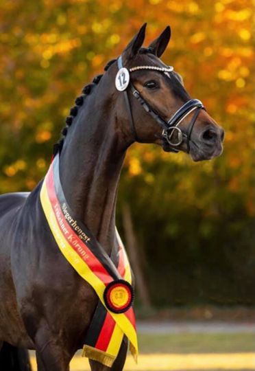 Schwarzes Pferd mit Schleifenrosette und Medaille vor verschwommenem Herbsthintergrund