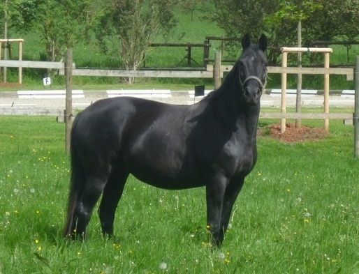 Schwarzes Pferd steht auf grünem Gras in einer umzäunten Koppel.