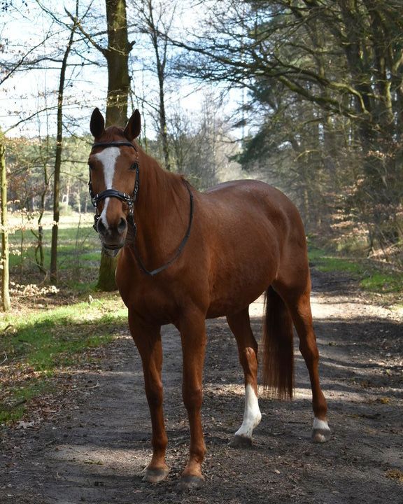 Ein braunes Pferd mit weißen Abzeichen an den Beinen steht auf einem Waldweg, blickt in die Kamera.