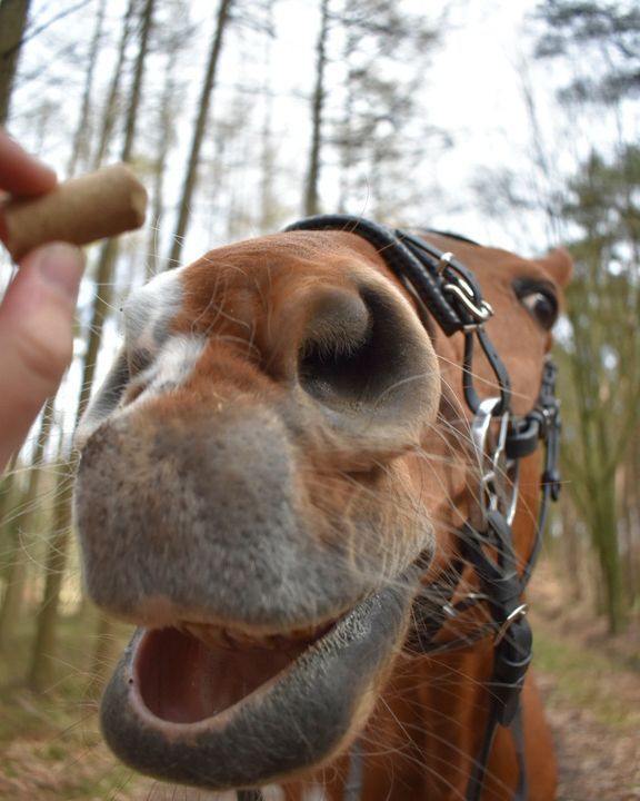 Nahaufnahme eines braunen Pferdes mit Zaumzeug, das in einem Waldgebiet nach einer Hand greift.
