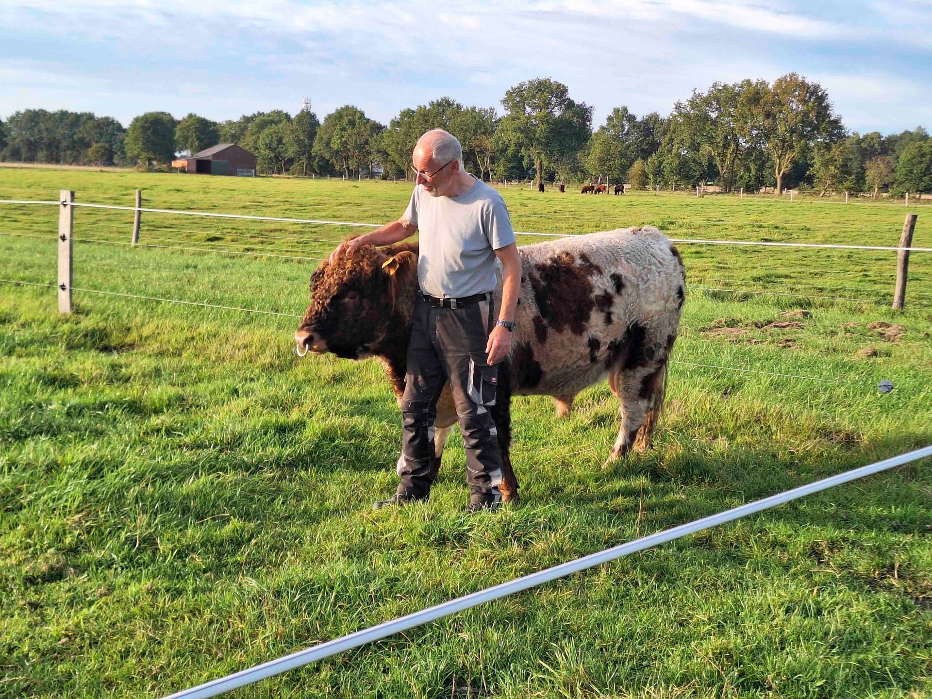 Eine Person steht an einem sonnigen Tag neben zwei kleinen Pferden auf einer grasbewachsenen Wiese.