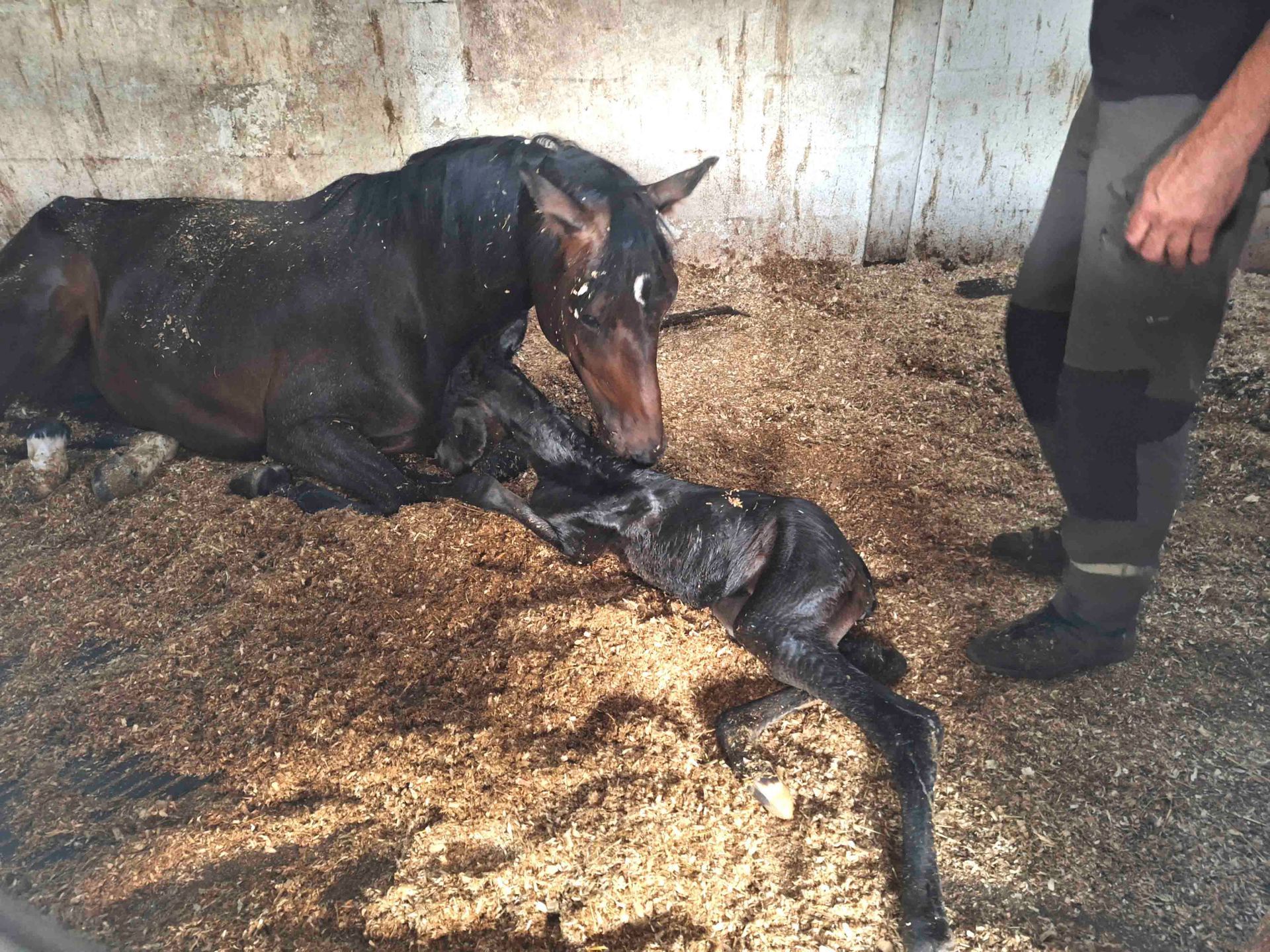 Ein schwarzes Pferd säugt ein neugeborenes Fohlen in einem Stall; eine Person steht daneben.