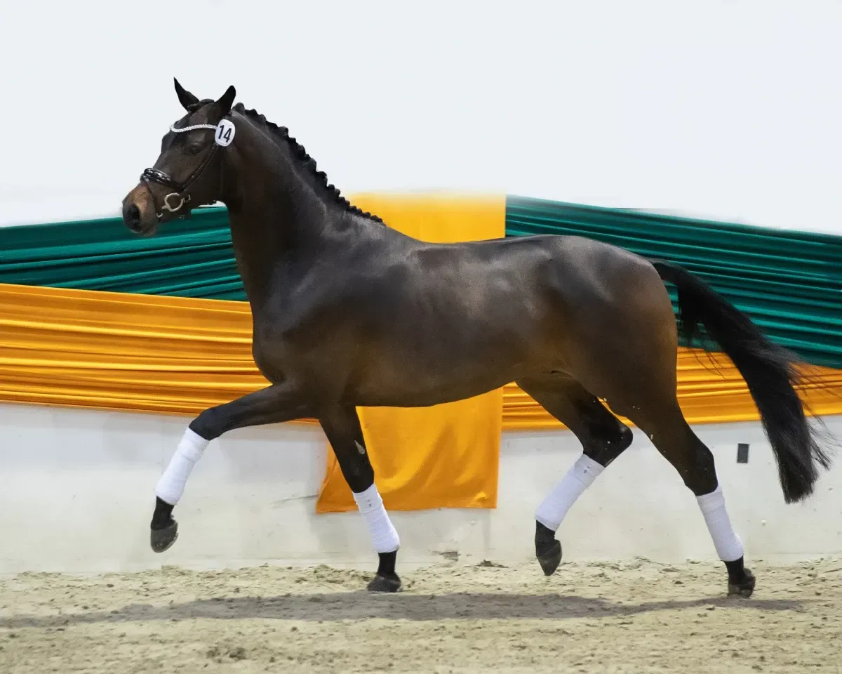 Schwarzes Pferd trabt in einer Arena, mit weißen Gamaschen und wallendem Schweif.