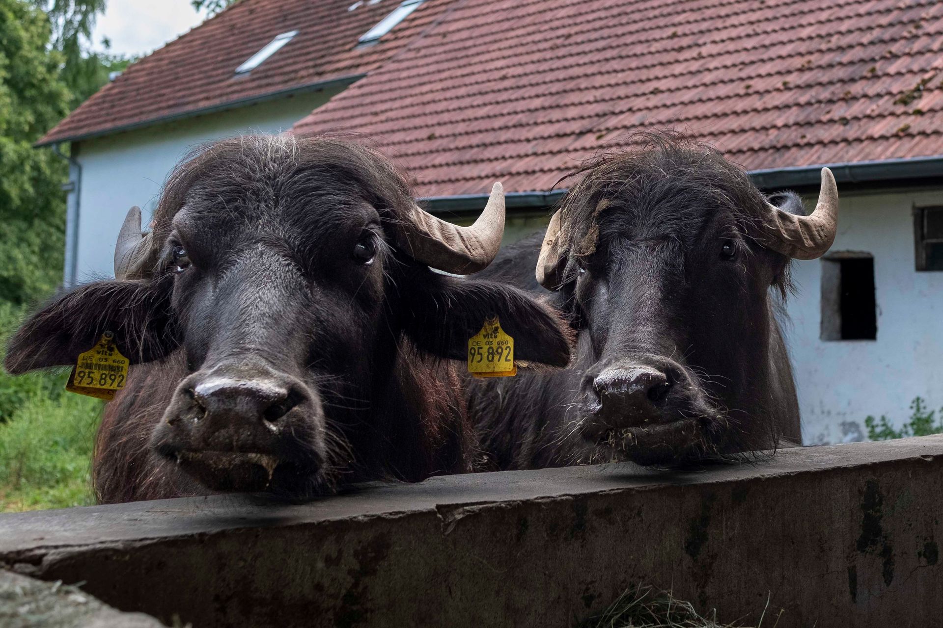 Zwei zottelige schwarze Yaks mit gelben Ohrmarken lugen über eine Mauer vor einem Haus.