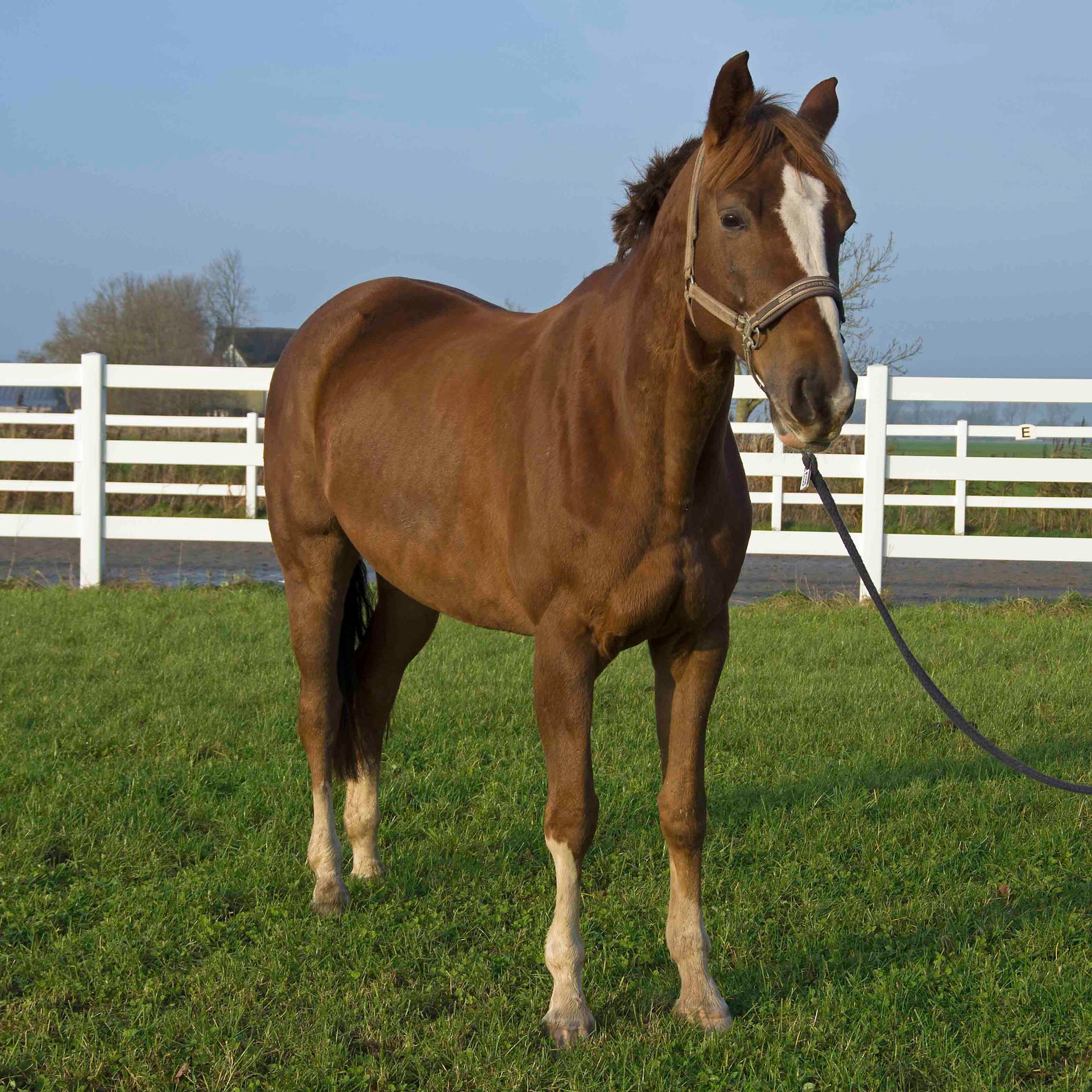 Ein braunes Pferd steht mit Halfter und Führstrick in einer grasbewachsenen Koppel mit weißem Zaun.