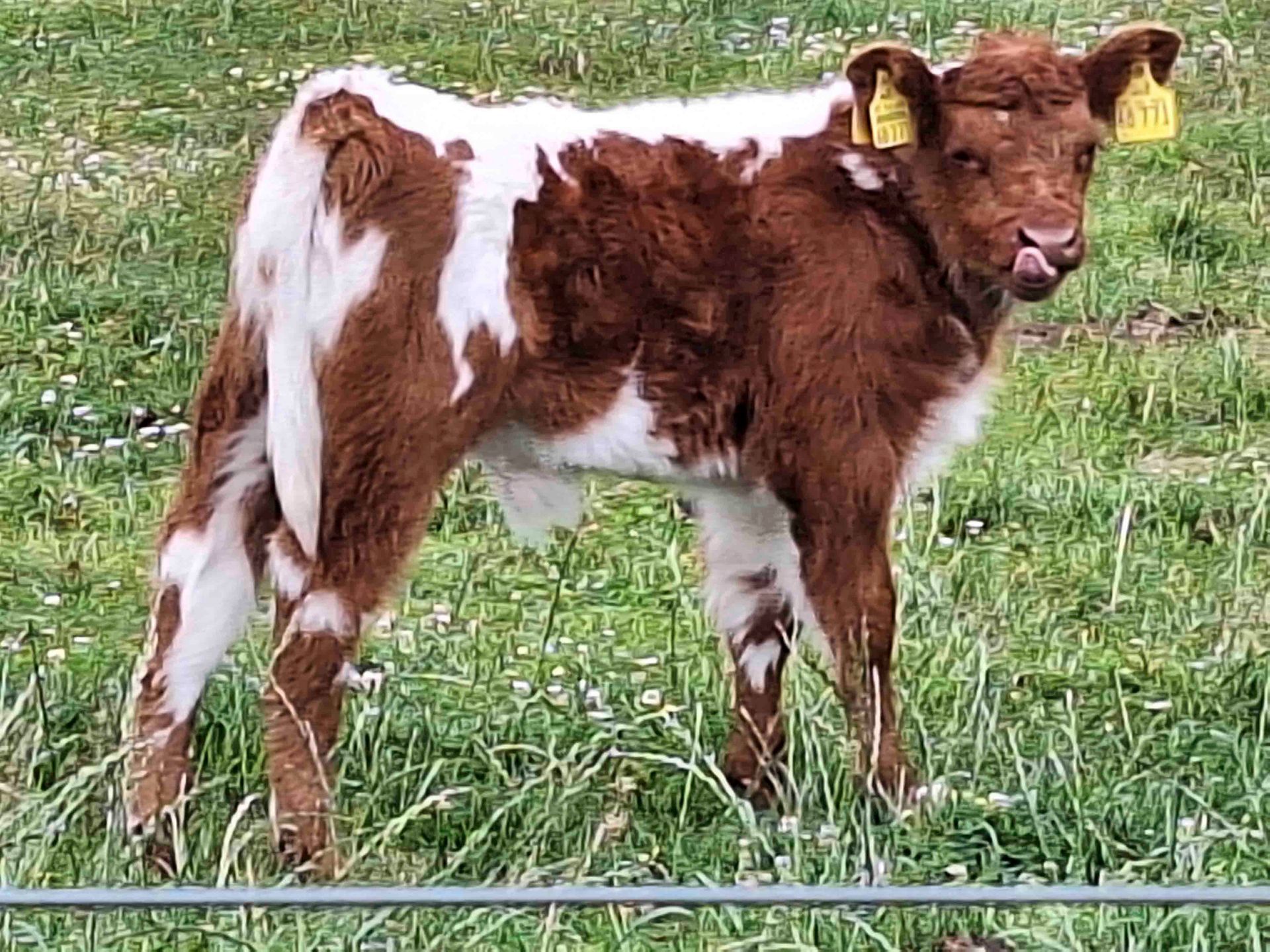Ein braun-weißes Kalb steht auf einer grasbewachsenen Wiese und schaut in die Kamera.
