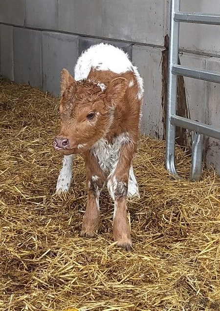 Neugeborenes braun-weißes Kalb steht auf Stroh in einer Scheune.