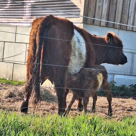 Kuh und Kalb stehen in einem umzäunten, grasbewachsenen Hof neben einem Gebäude.