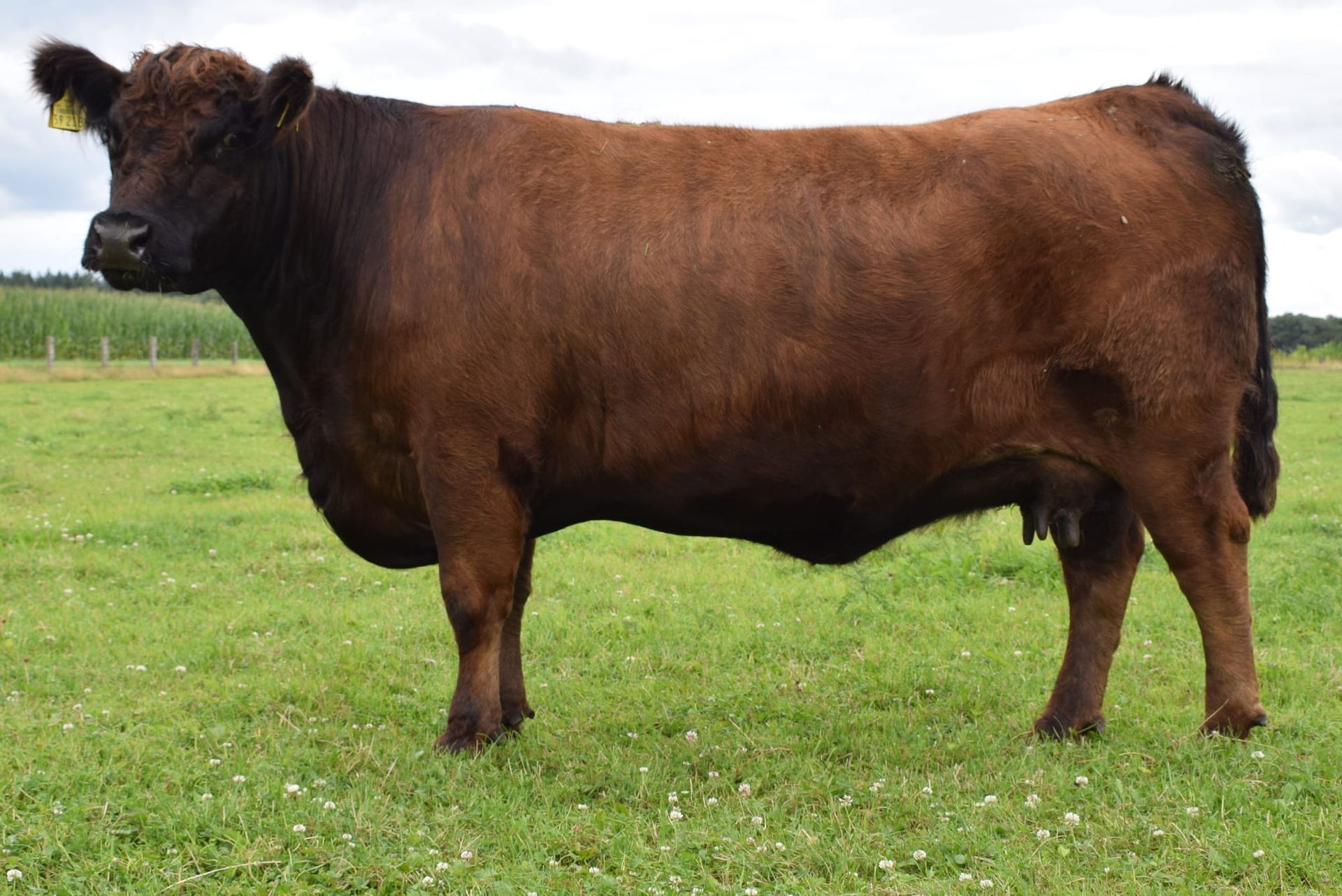 Eine braune Kuh steht auf grünem Gras auf einem Feld.