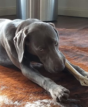 Ein grauer Hund liegt auf einem Teppich und kaut in einem sonnendurchfluteten Zimmer an einem Knochen.