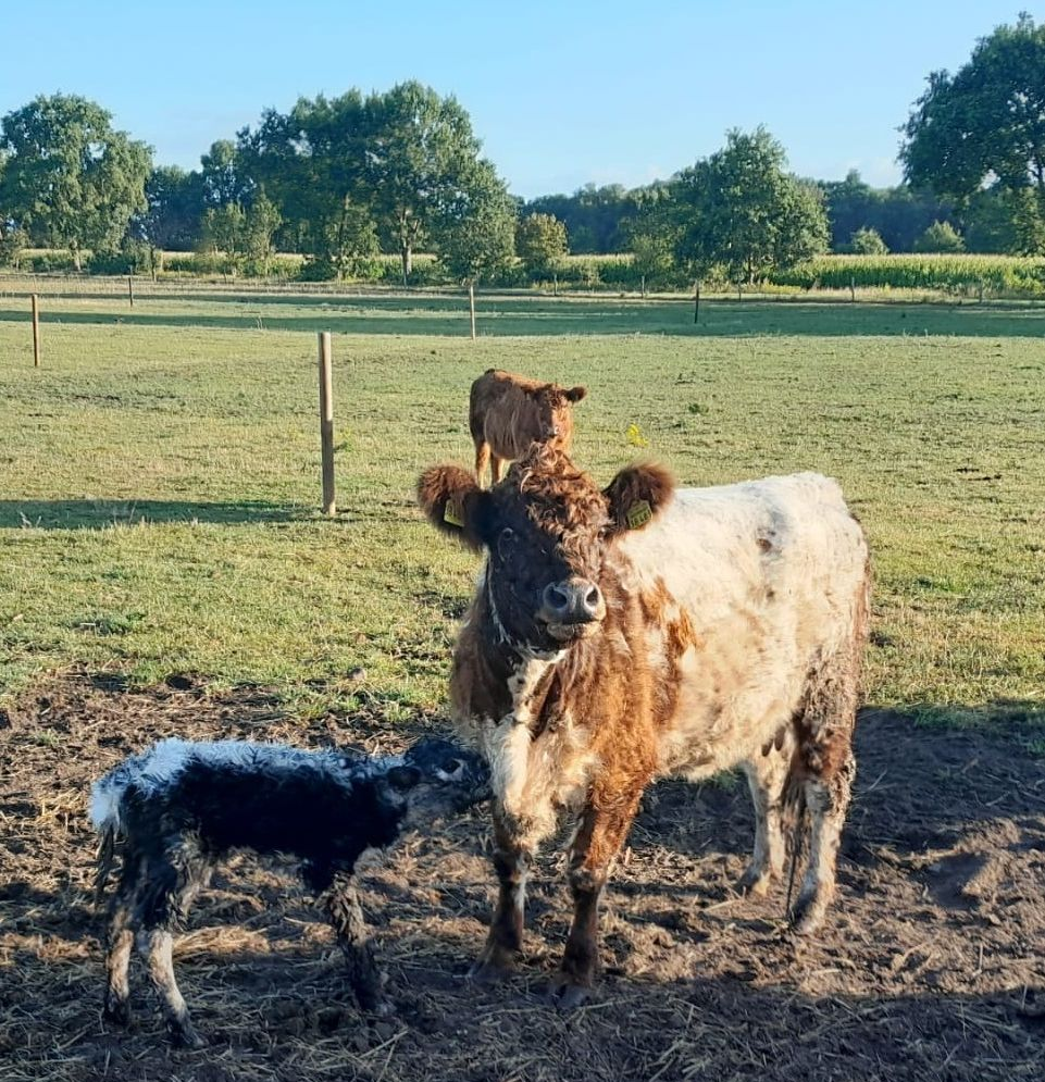 Eine schwarze Kuh steht auf einer grasbewachsenen Wiese unter blauem Himmel; dahinter ist eine weitere Kuh zu sehen.